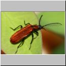 Schizotus pectinicornis - Feuerkaefer 01b 8mm.jpg